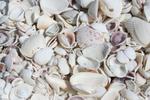 shells Seashells