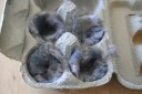 Make your own firestarters