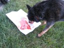 finger painting with gelatin