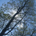 How to “go green” on Earth Day