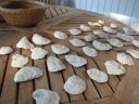 Seashell memory game