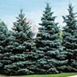 Trees make a unique gift or thoughtful memorial for a loved one