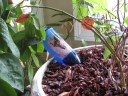wine bottle waterer