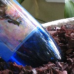 Quick Tip – Recycle wine bottles to water your plants