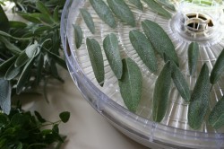 drying herbs