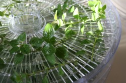 drying herbs