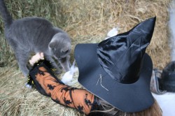 Halloween party wrap-up