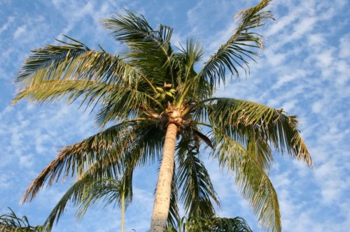 Sanibel palm tree Sanibel palm tree