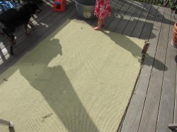 rejuvenate a frayed outdoor rug rejuvenate a frayed outdoor rug
