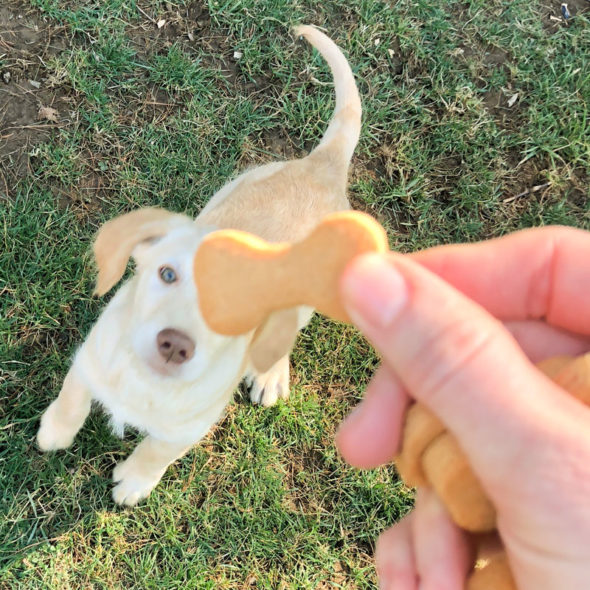 Homemade peanut butter dog biscuits