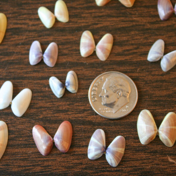 make a butterfly greeting card from tiny sea shells