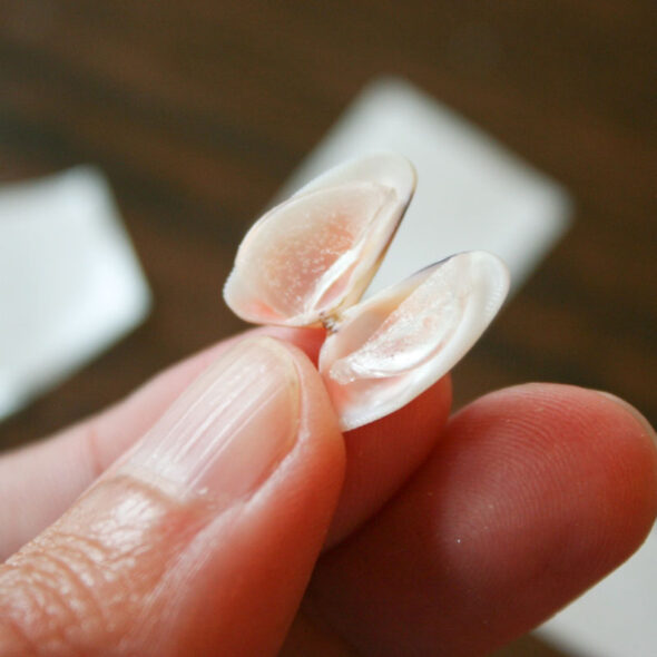 make a butterfly greeting card from tiny sea shells