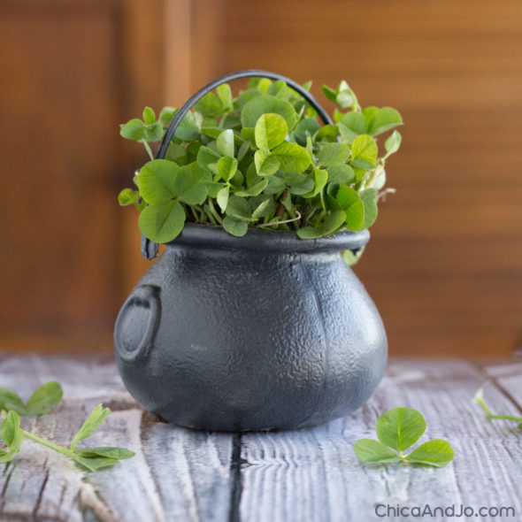 St. Patrick's Day Place Cards Made with Real Clover