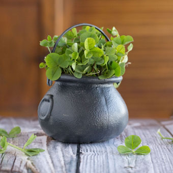 St. Patrick's Day Place Cards Made with Real Clover