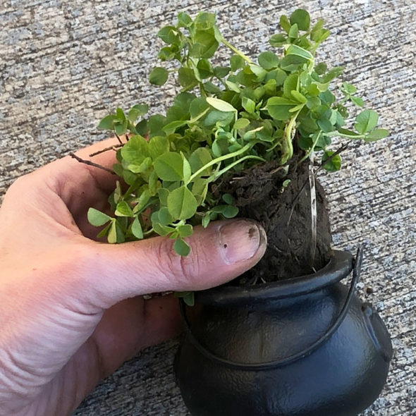 St. Patrick's Day place cards made with real clover