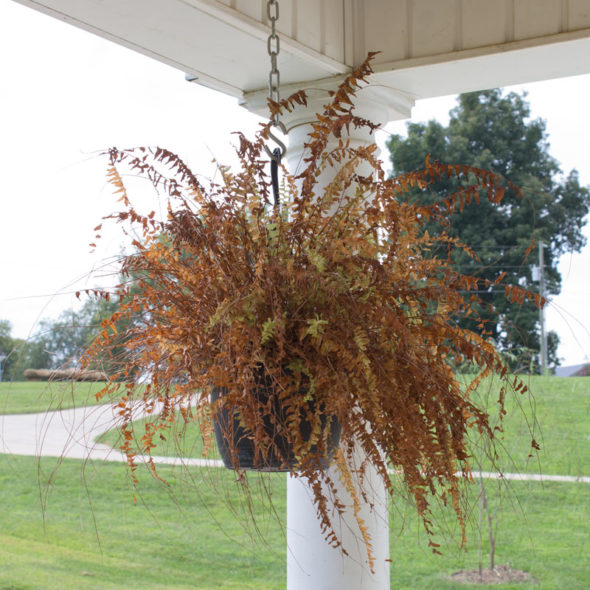 Halloween decor from dead houseplants