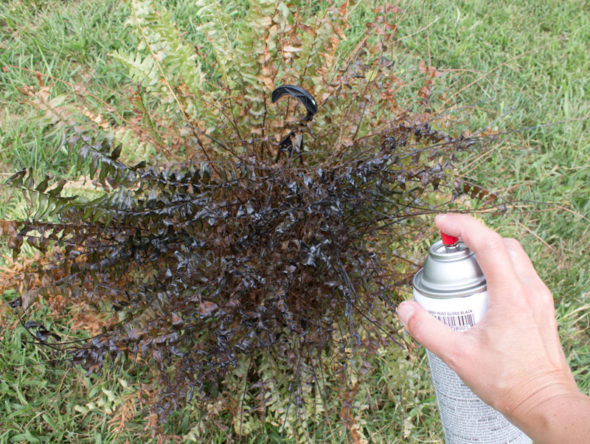 Halloween decor from dead houseplants