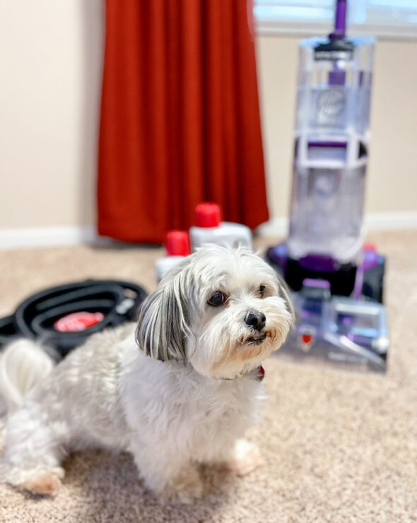 Review of Hoover's SmartWash PET carpet cleaner