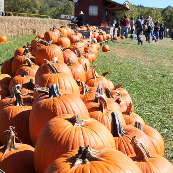 best pumpkin patches in maryland - summers farm