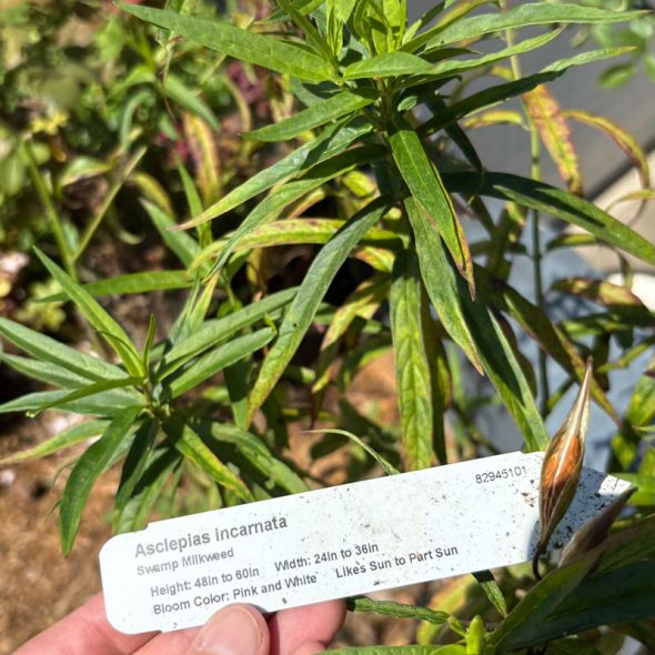 how to raise monarch butterflies at home - swamp milkweed plant