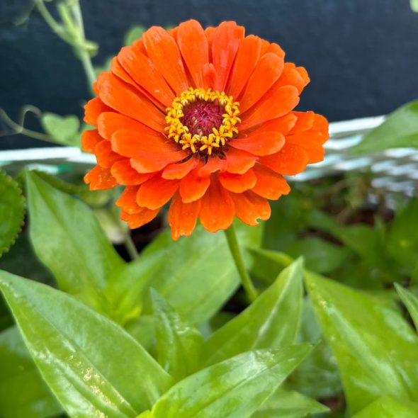how to raise monarch butterflies at home - zinnias