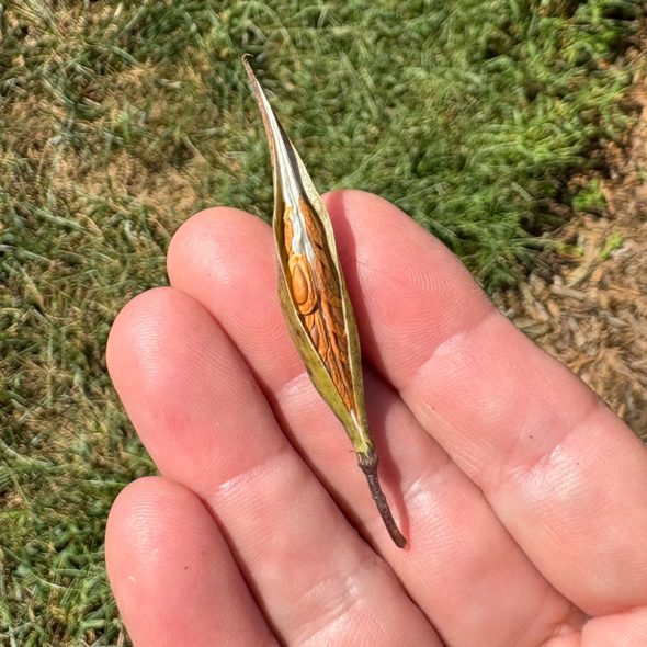 how to raise monarch butterflies at home - swamp milkweed seed pods