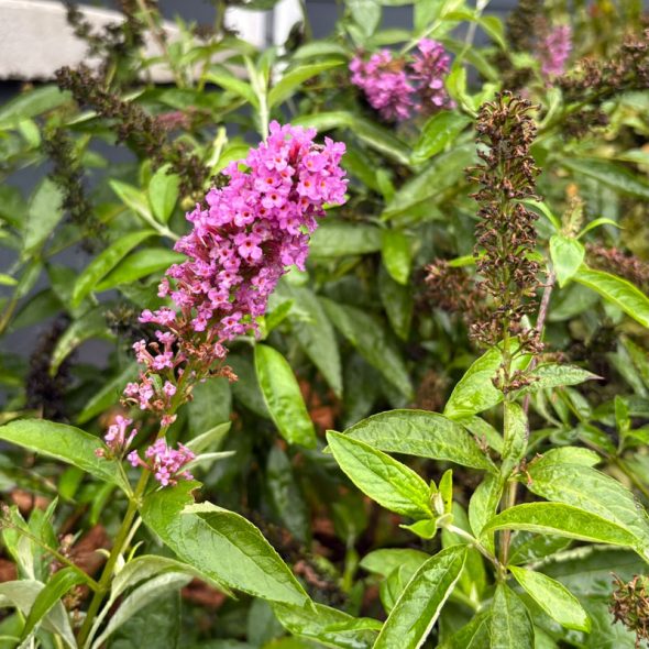 how to raise monarch butterflies at home - butterfly bush
