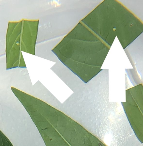 how to raise monarch butterflies at home - finding caterpillar eggs