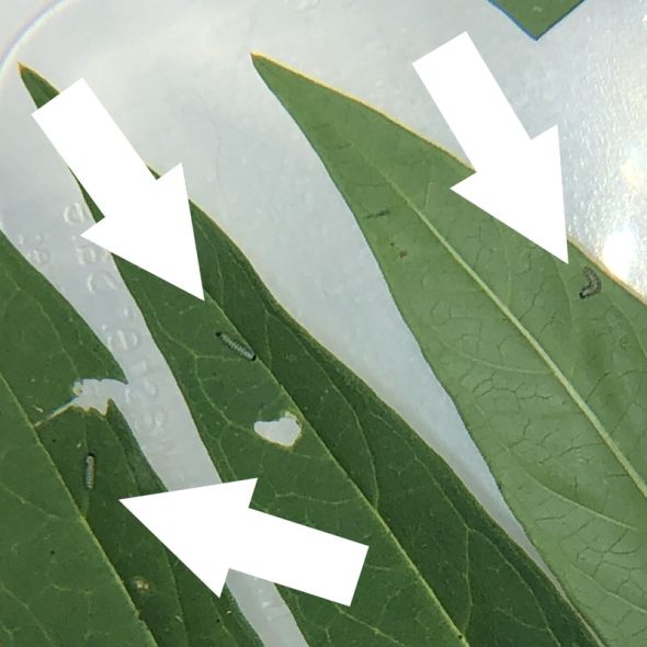how to raise monarch butterflies at home - baby caterpillars