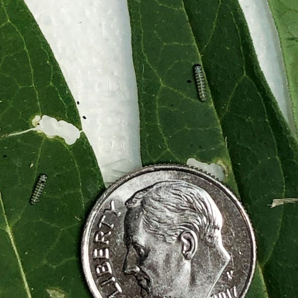 how to raise monarch butterflies at home - baby caterpillars