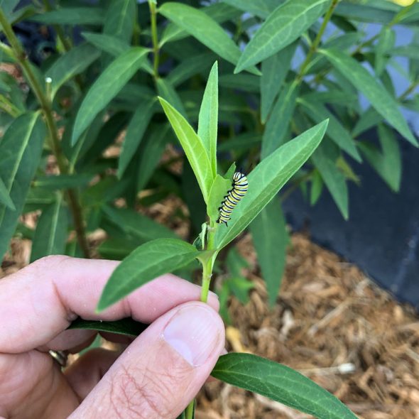 how to raise monarch butterflies at home - finding caterpillars on milkweed
