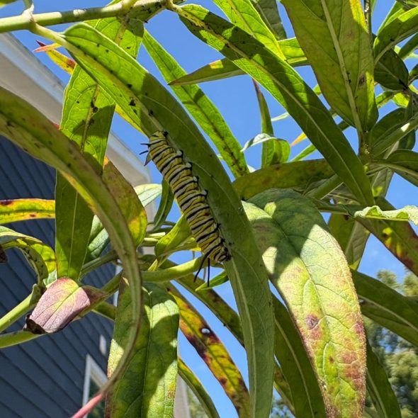how to raise monarch butterflies at home - finding caterpillars on milkweed