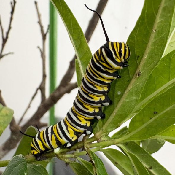 how to raise monarch butterflies at home - identifying a monarch caterpillar
