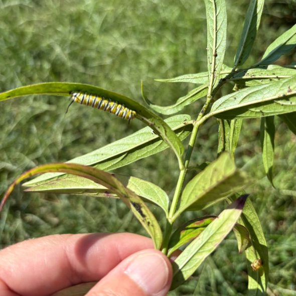 how to raise monarch butterflies at home - milkweed stem