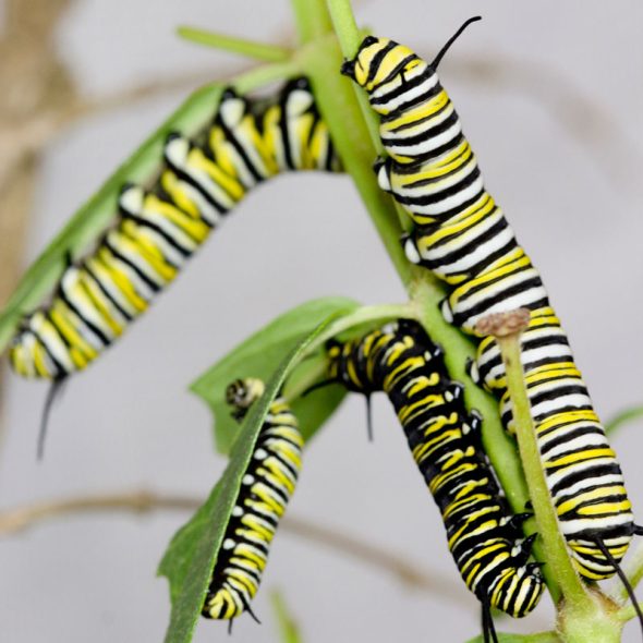 how to raise monarch butterflies at home - instars stages