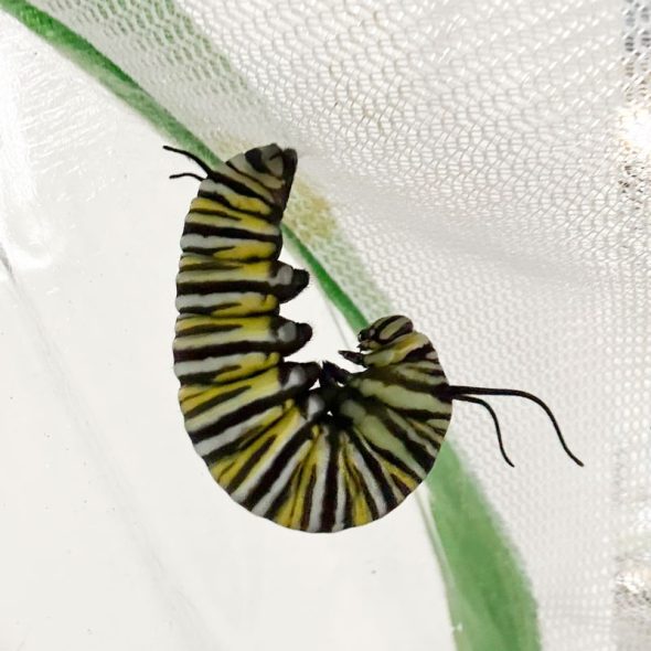 how to raise monarch butterflies at home - j hang