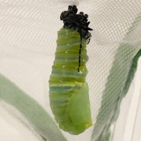 how to raise monarch butterflies at home - caterpillar molting to shed its skin