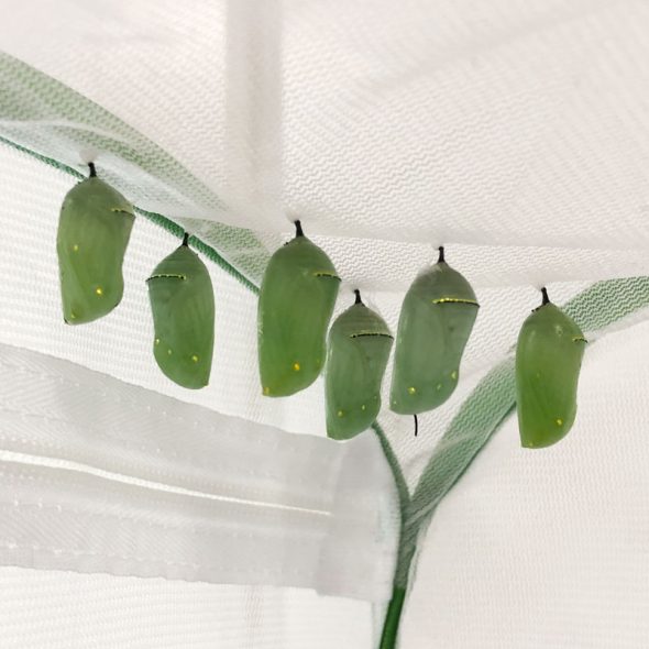 how to raise monarch butterflies at home - chrysalis