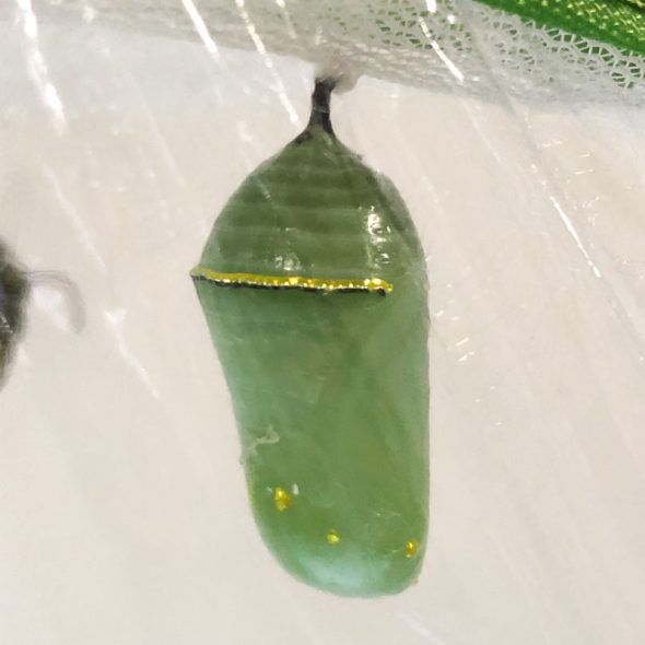 how to raise monarch butterflies at home - forming the chrysalis