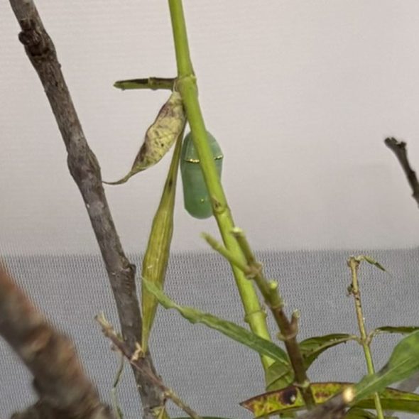 how to raise monarch butterflies at home - hanging from weird spots