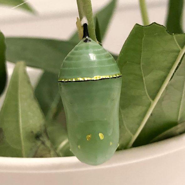 how to raise monarch butterflies at home - gold specks on chrysalis