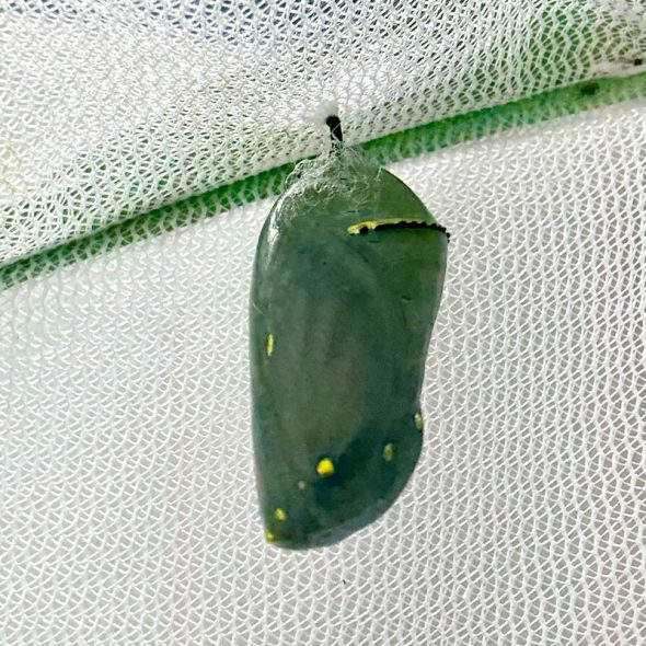 how to raise monarch butterflies at home - chrysalis turning dark