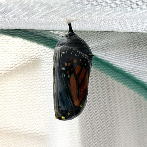 how to raise monarch butterflies at home - chrysalis turning black
