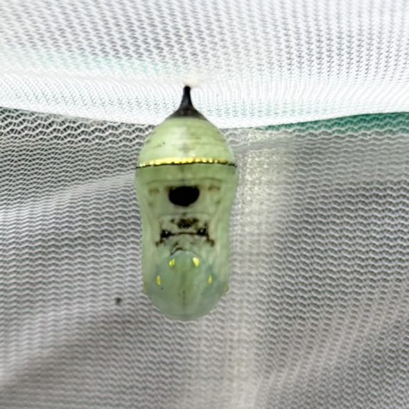 how to raise monarch butterflies at home - spots on chrysalis
