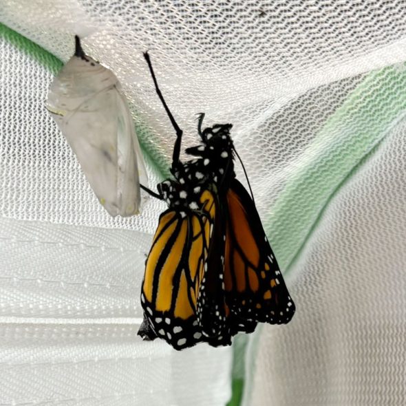how to raise monarch butterflies at home - butterfly emerging