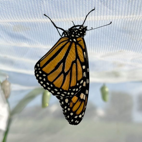 how to raise monarch butterflies at home - butterfly drying wings