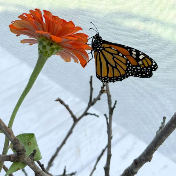 how to raise monarch butterflies at home - food flowers for new butterflies
