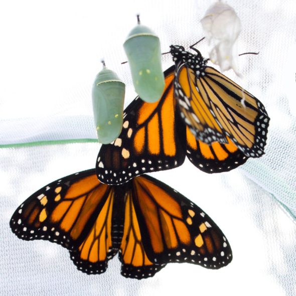 how to raise monarch butterflies at home - drying wings