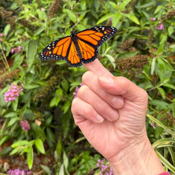 how to raise monarch butterflies at home - holding a butterfly