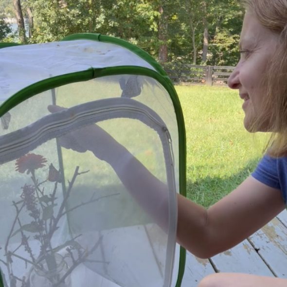 how to raise monarch butterflies at home - holding a butterfly